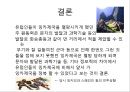 총균쇠 독후감.ppt 28페이지