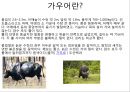 총균쇠 독후감.ppt 89페이지