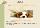 [경영] 사업계획서 - 애견 카페 & 애견 유치원 DOG’S 24페이지