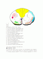 [의학] 척수의 신경로[Tracts of the Spinal Cord], 뇌의 기능 10페이지