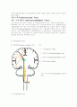 [의학] 척수의 신경로[Tracts of the Spinal Cord], 뇌의 기능 14페이지