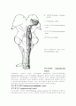 [의학] 척수의 신경로[Tracts of the Spinal Cord], 뇌의 기능 15페이지