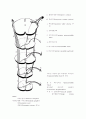 [의학] 척수의 신경로[Tracts of the Spinal Cord], 뇌의 기능 17페이지