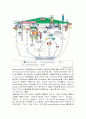 분자생물학 - 세포간의 상호관계를 유지하기 위해서 필요한 신호전달체계[signal transduction]에 대해서 13페이지