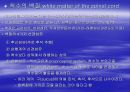 [의학] 척수[Sinal Cord]에 관해 8페이지