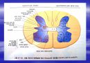 [의학] 척수[Sinal Cord]에 관해 16페이지