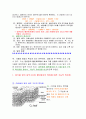 식물형태학 - c3와 c4식물의 형태학적 차이와 특징 2페이지