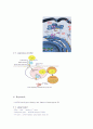 동서의학과 질병관리 - 과다콜레스테롤[Hypercholesterolemia]에 관해 5페이지