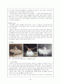 발레의 역사, 사조별로 본 발레의 역사, 발레사에 업적을 남긴 인물, 발레용어, 발레 작품 26페이지