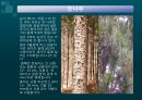조경 수목학 4페이지