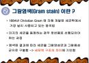 그람 염색 [Gram stain] 3페이지