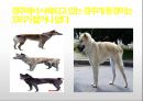생활속의 반려동물에 대해서 6페이지