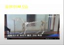생활속의 반려동물에 대해서 7페이지