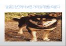 생활속의 반려동물에 대해서 14페이지