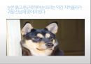 생활속의 반려동물에 대해서 15페이지