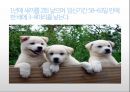 생활속의 반려동물에 대해서 17페이지