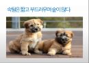 생활속의 반려동물에 대해서 24페이지