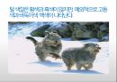 생활속의 반려동물에 대해서 25페이지