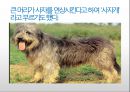 생활속의 반려동물에 대해서 26페이지