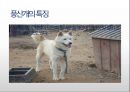 생활속의 반려동물에 대해서 33페이지