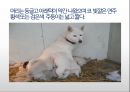 생활속의 반려동물에 대해서 34페이지