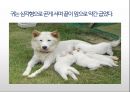 생활속의 반려동물에 대해서 35페이지