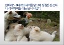 생활속의 반려동물에 대해서 36페이지