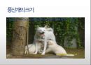 생활속의 반려동물에 대해서 38페이지