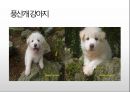 생활속의 반려동물에 대해서 39페이지