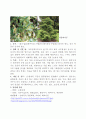 주요조림수종에 대해서 3페이지