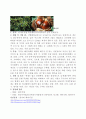 주요조림수종에 대해서 8페이지