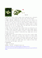 주요조림수종에 대해서 15페이지
