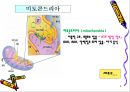 해부생리학 - 세포의구조와 기능[동물, 식물세포] 6페이지