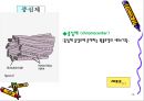 해부생리학 - 세포의구조와 기능[동물, 식물세포] 10페이지