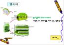 해부생리학 - 세포의구조와 기능[동물, 식물세포] 11페이지