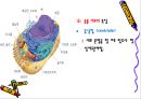해부생리학 - 세포의구조와 기능[동물, 식물세포] 18페이지