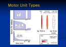 [의학] 운동 단위[TYPE OF MOTOR UNIT]에 관해 8페이지