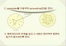 항생제 감수성 테스트 12페이지