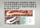생물의 진화 ppt 14페이지