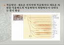 생물의 진화 ppt 17페이지