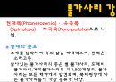 무척추동물 - 극피동물에 대해서 4페이지