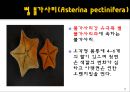 무척추동물 - 극피동물에 대해서 7페이지