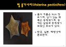 무척추동물 - 극피동물에 대해서 8페이지