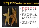 무척추동물 - 극피동물에 대해서 9페이지