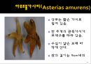 무척추동물 - 극피동물에 대해서 10페이지