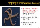 무척추동물 - 극피동물에 대해서 12페이지