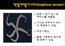 무척추동물 - 극피동물에 대해서 13페이지