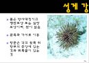 무척추동물 - 극피동물에 대해서 14페이지