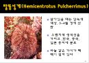 무척추동물 - 극피동물에 대해서 16페이지