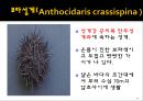 무척추동물 - 극피동물에 대해서 17페이지